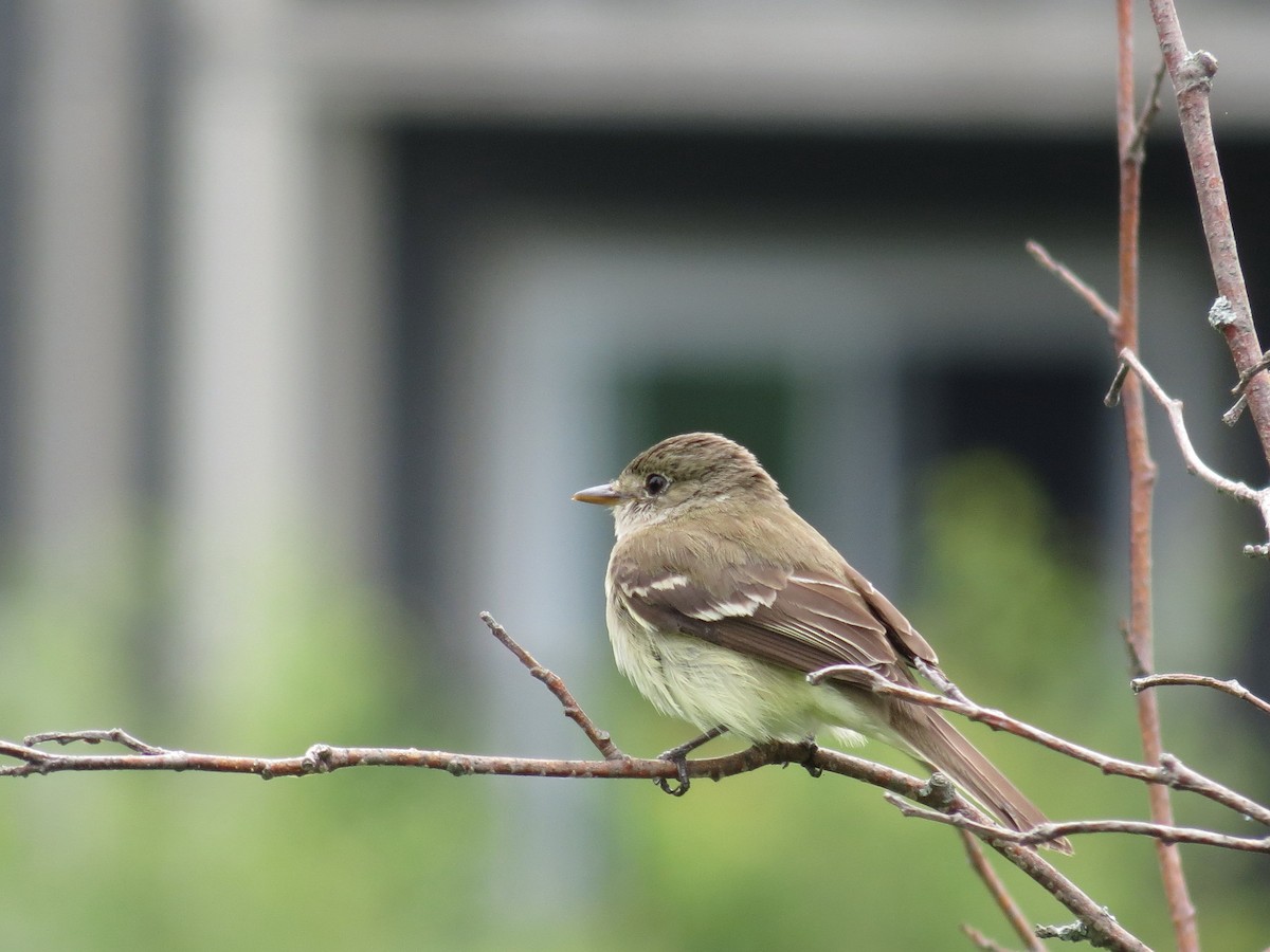 Alder Flycatcher - ML169230561