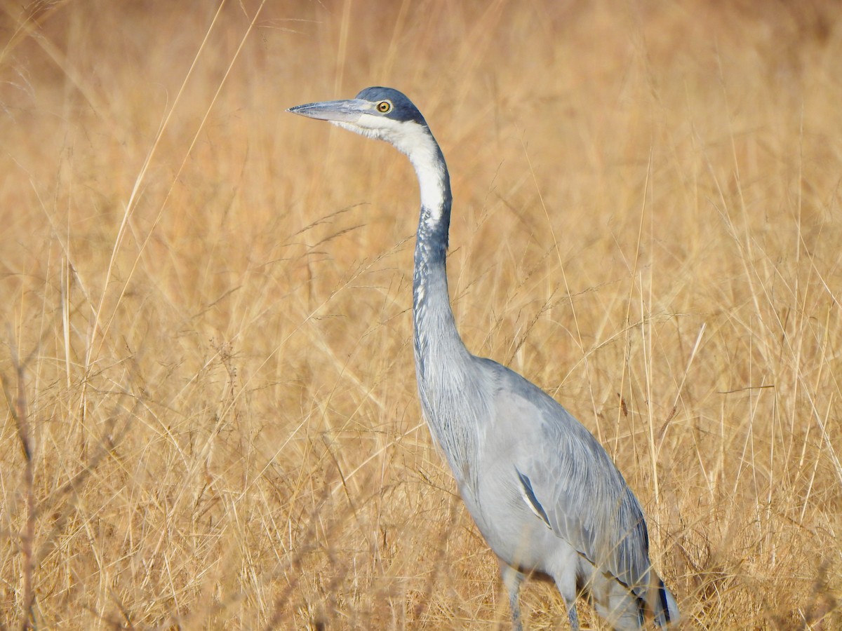 Black-headed Heron - ML169232131