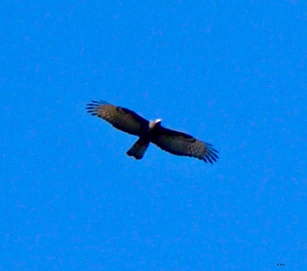 Oriental Honey-buzzard - Ains Priestman