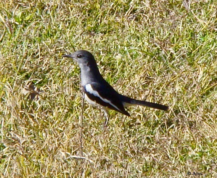 Oriental Magpie-Robin - Ains Priestman