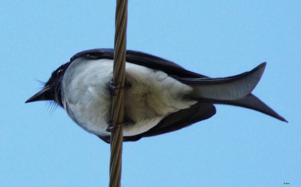 Drongo Ventriblanco - ML169233821