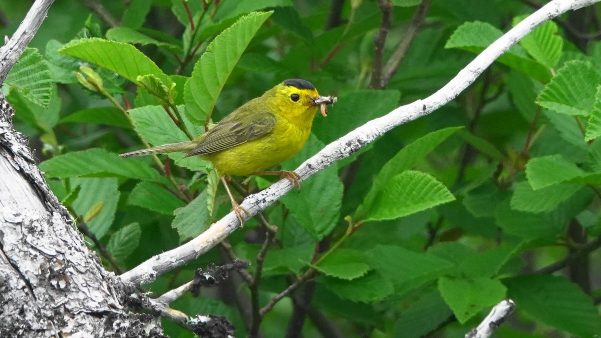 Wilson's Warbler - ML169234211