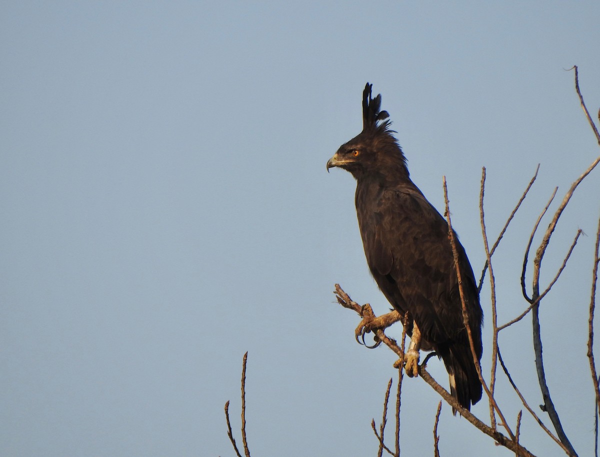 Long-crested Eagle - ML169234461