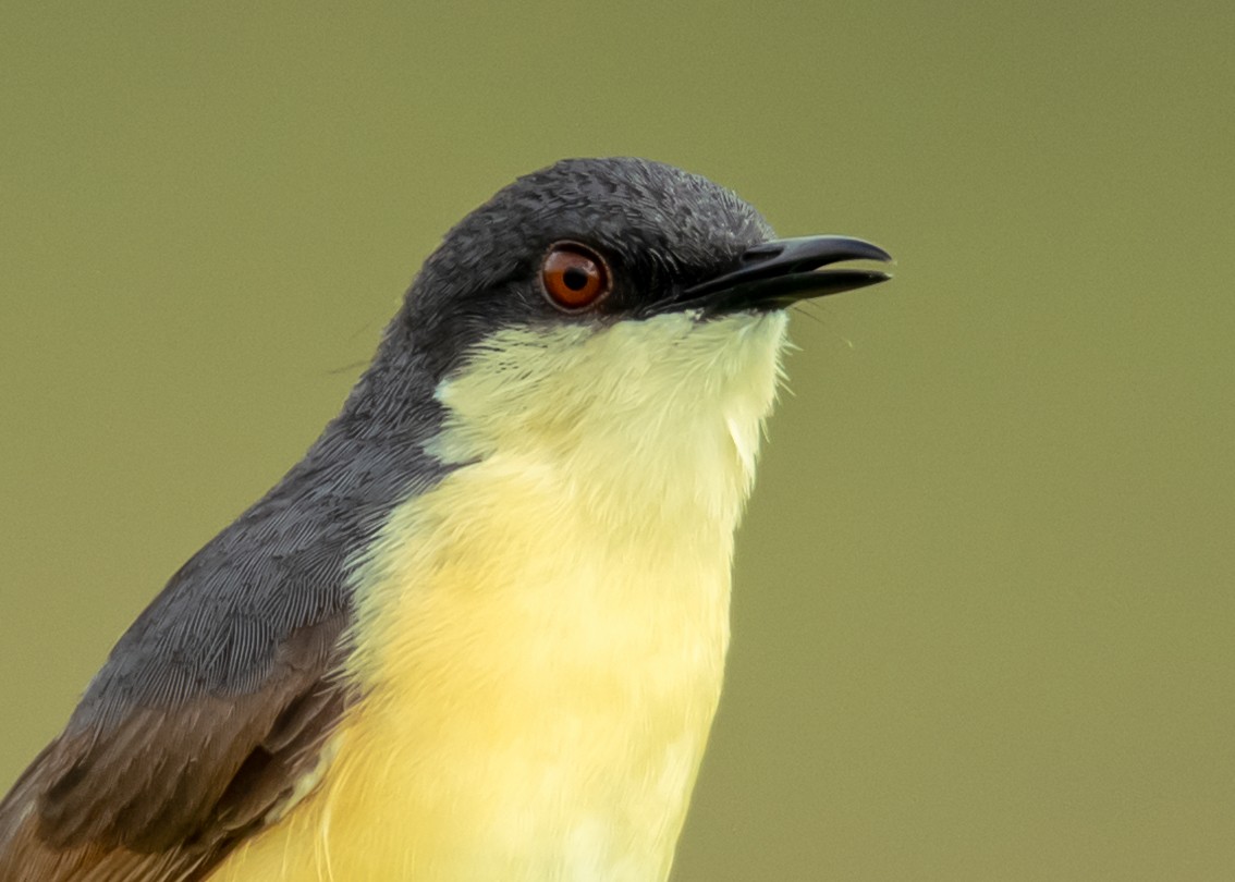 Ashy Prinia - ML169235801