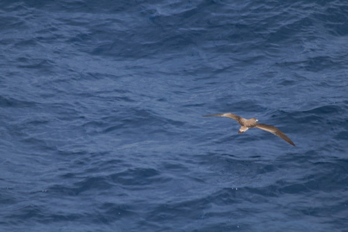 Pardela Cenicienta (mediterránea) - ML169236501