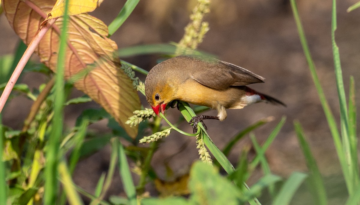 Fawn-breasted Waxbill (Abyssinian) - ML169239321