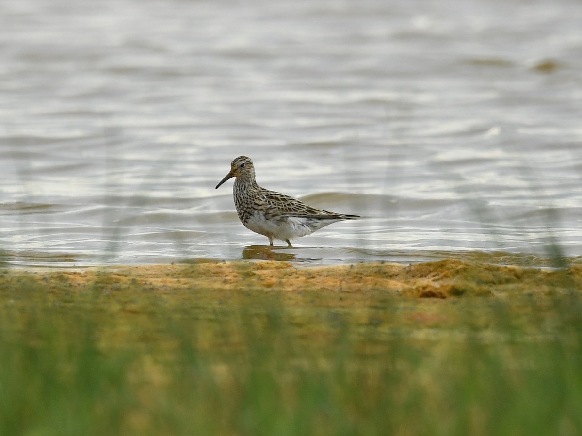 Graubrust-Strandläufer - ML169239391