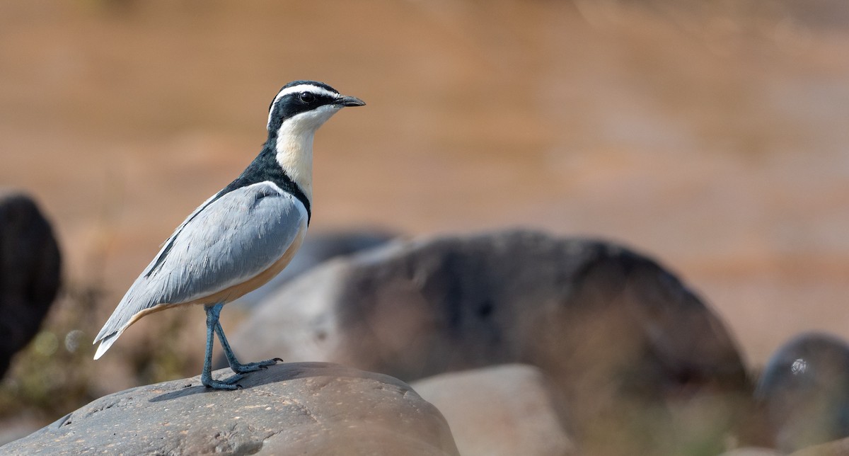 Egyptian Plover - Forest Botial-Jarvis