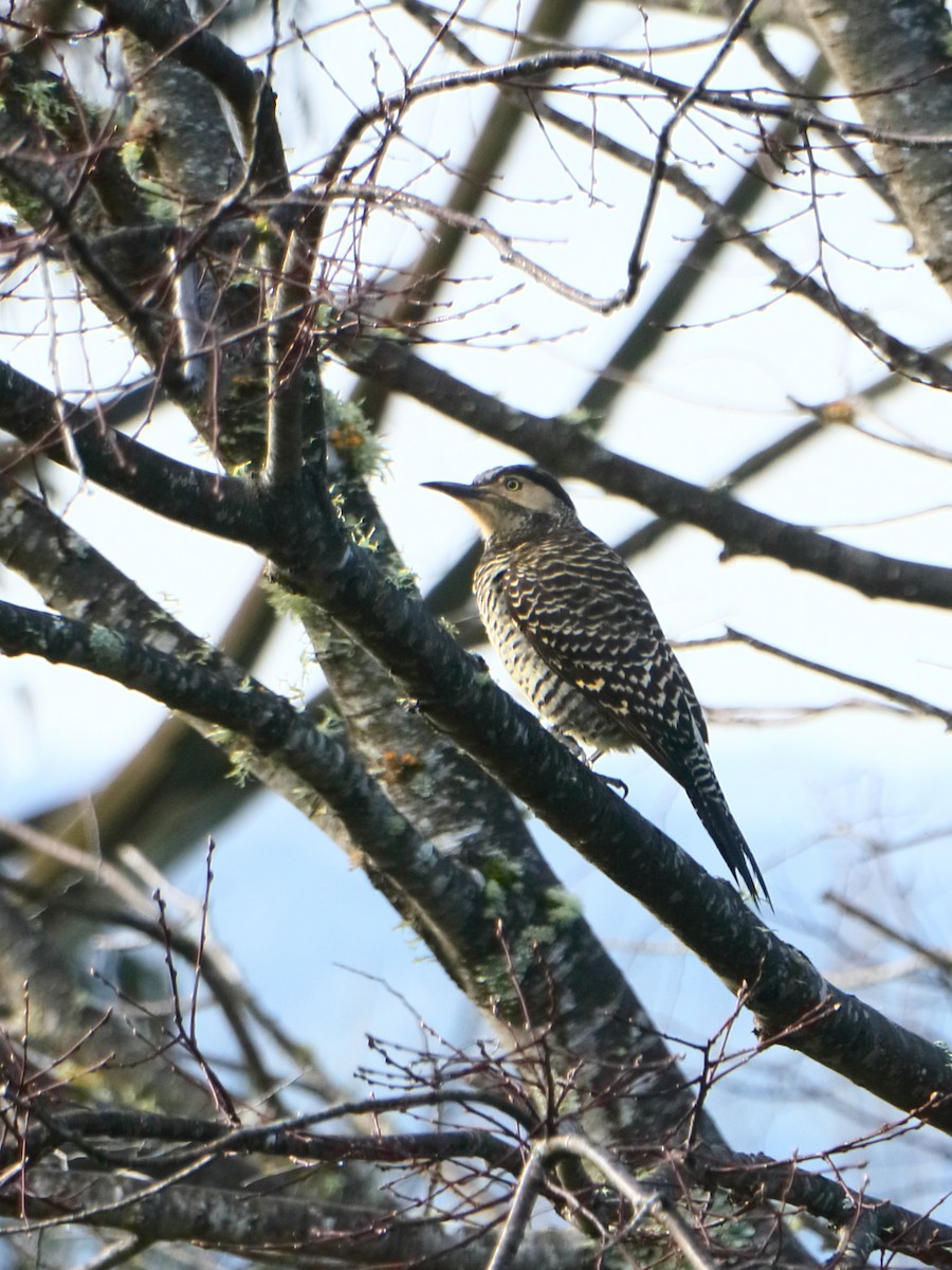 Chilean Flicker - ML169240181