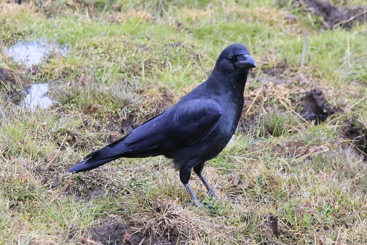 Large-billed Crow - Fabio Olmos