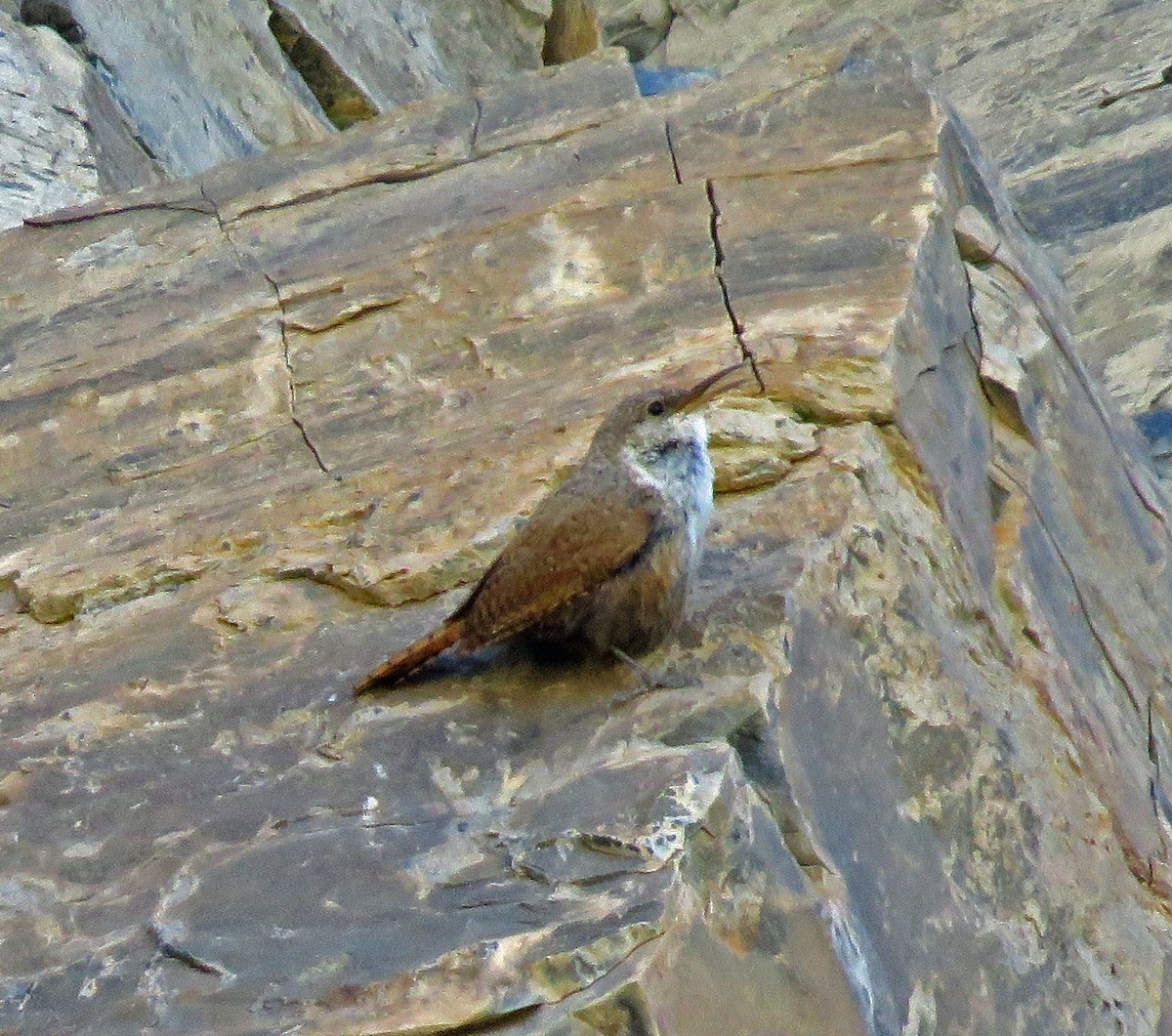 Canyon Wren - ML169242611