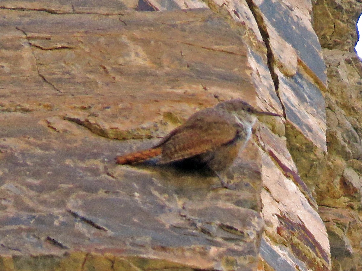 Canyon Wren - ML169242641