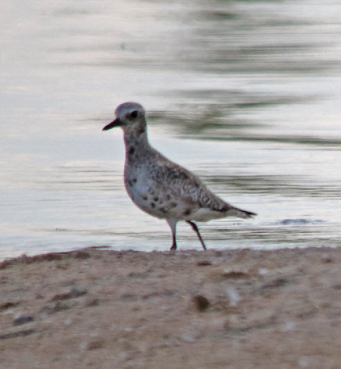 Black-bellied Plover - Jock McCracken