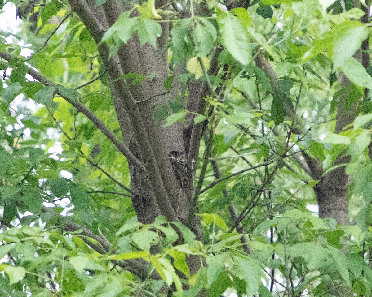 Least Flycatcher - Marvin Elliott