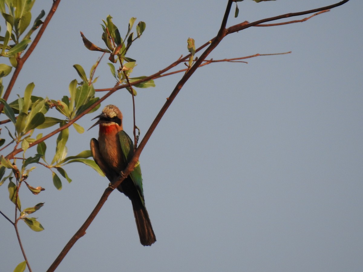 White-fronted Bee-eater - ML169247601