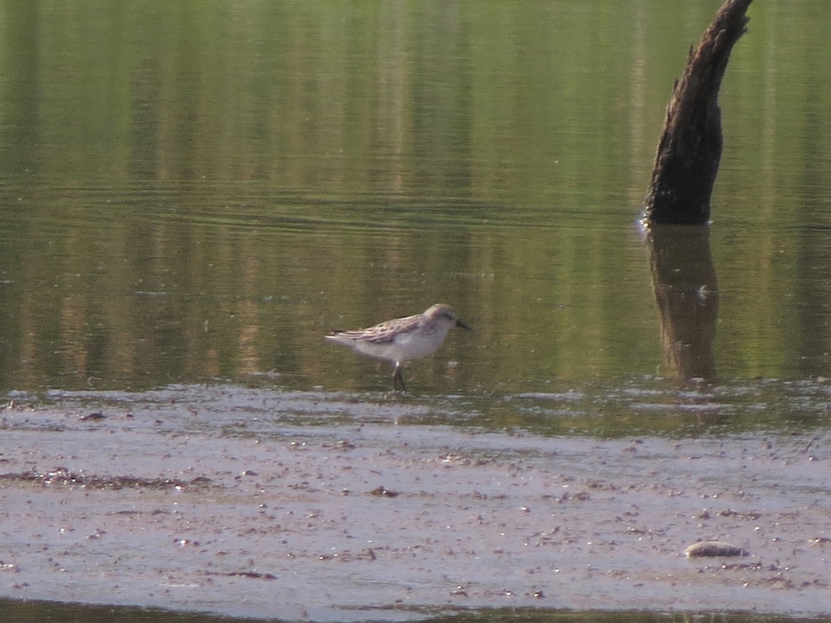 Semipalmated Sandpiper - ML169247861