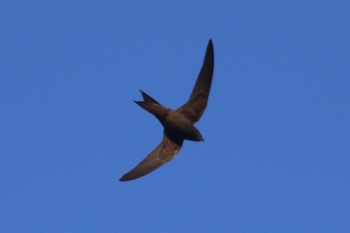 Mottled Swift - ML169248241