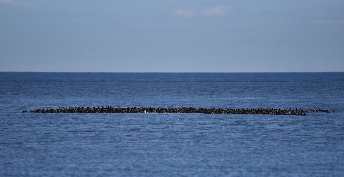 Black Scoter - ML169248801