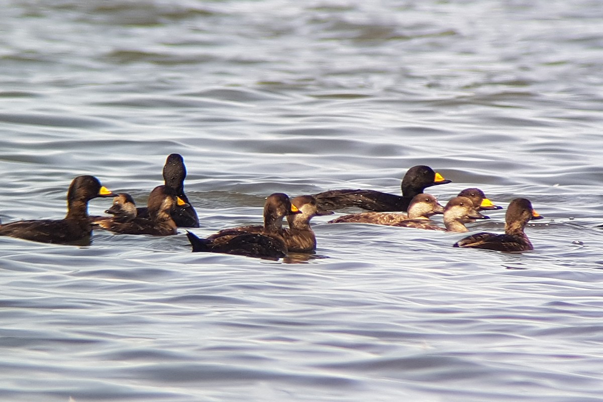 Black Scoter - ML169248851