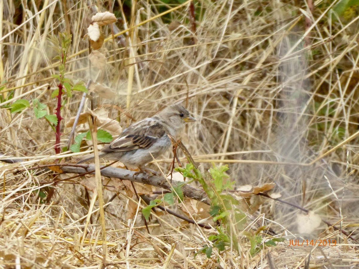 House Sparrow - ML169249771