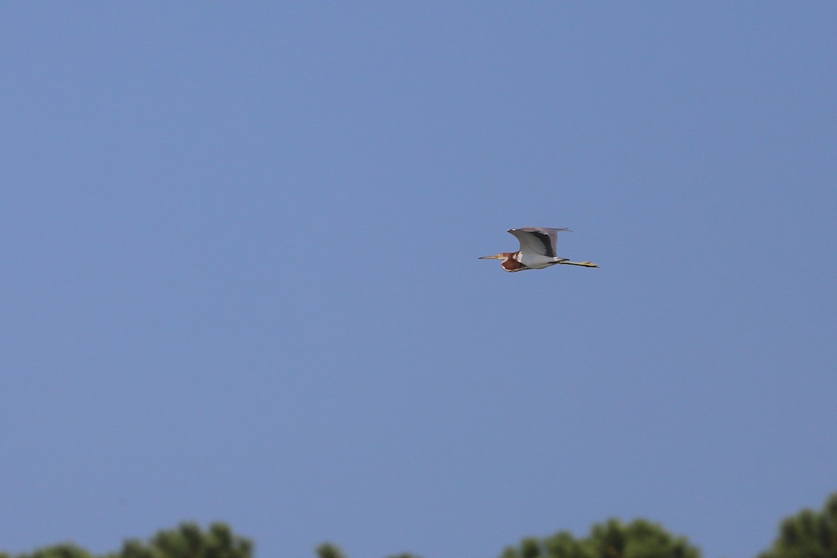 Tricolored Heron - ML169251741