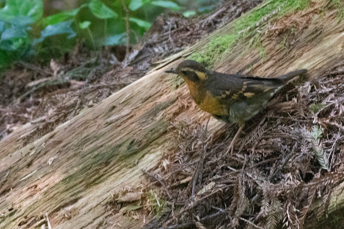 Varied Thrush - ML169251991