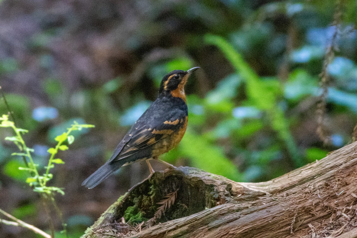 Varied Thrush - ML169252651