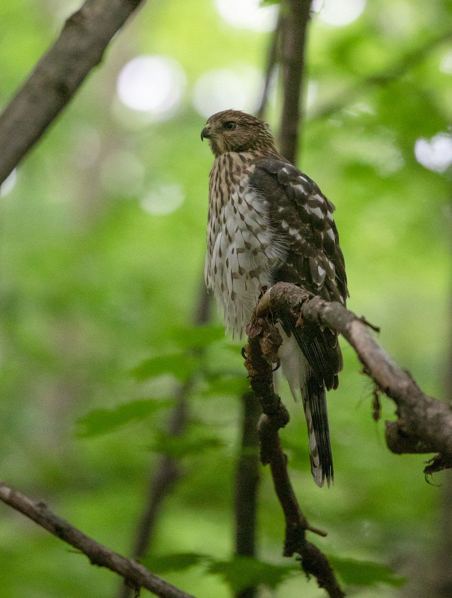 Cooper's Hawk - ML169254041