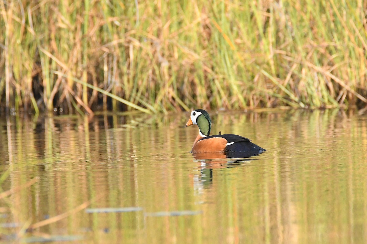 African Pygmy-Goose - ML169255761