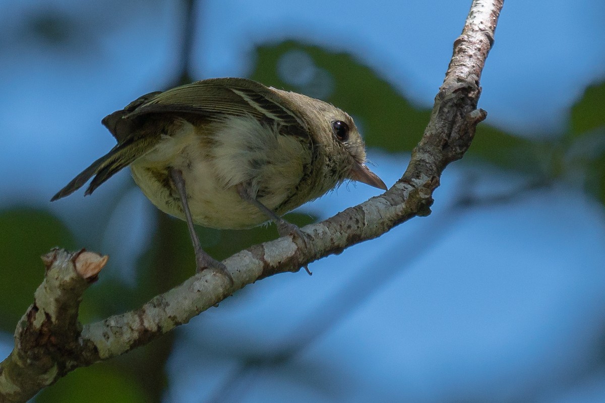 Hutton's Vireo - ML169256851