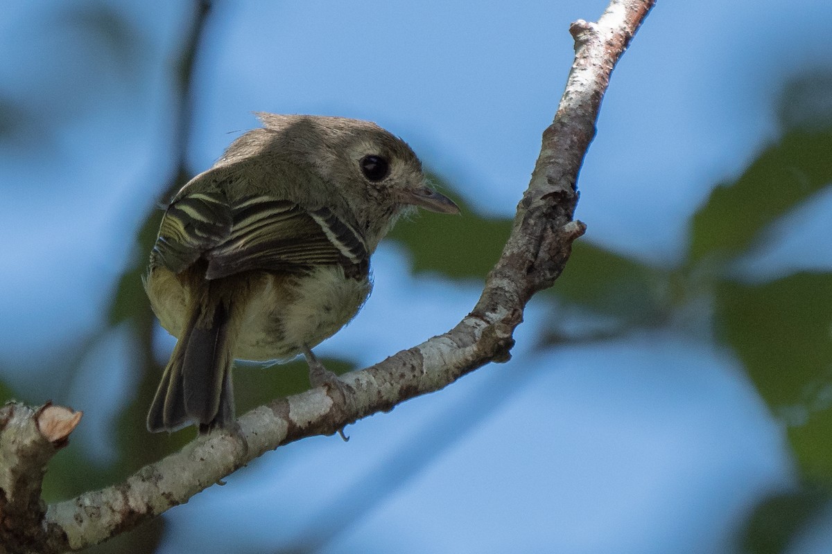 Hutton's Vireo - ML169256861