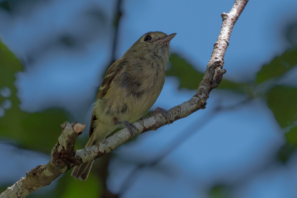 Hutton's Vireo - Grace Oliver