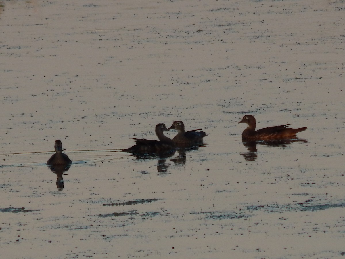 Wood Duck - ML169257111