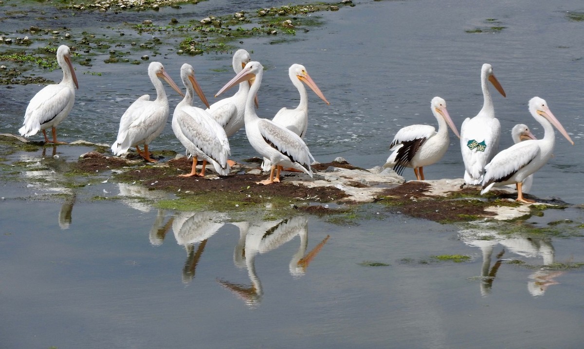 American White Pelican - Kurt Wahl