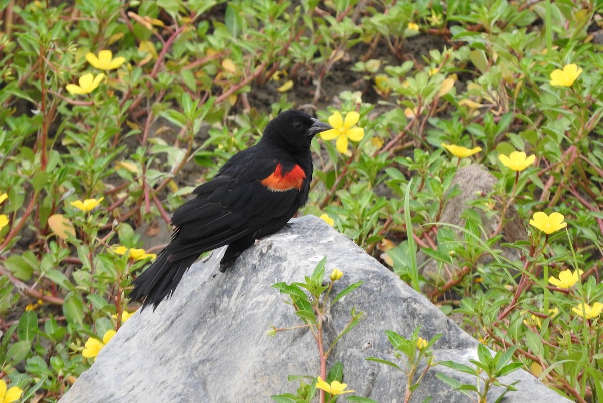 Red-winged Blackbird - ML169258641