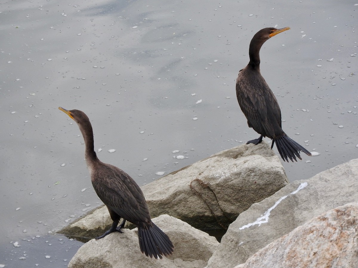 Double-crested Cormorant - ML169258941