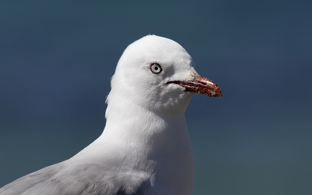 Silver Gull (Red-billed) - ML169259191