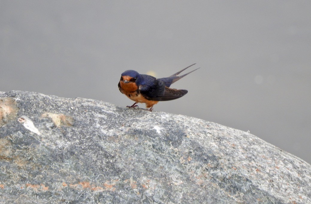 Barn Swallow - ML169259321