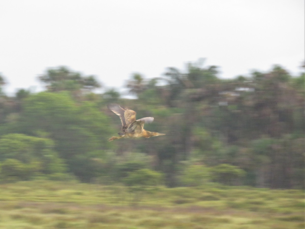 Pinnated Bittern - ML169260531