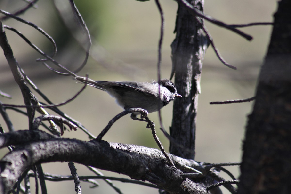 Mountain Chickadee - ML169261311