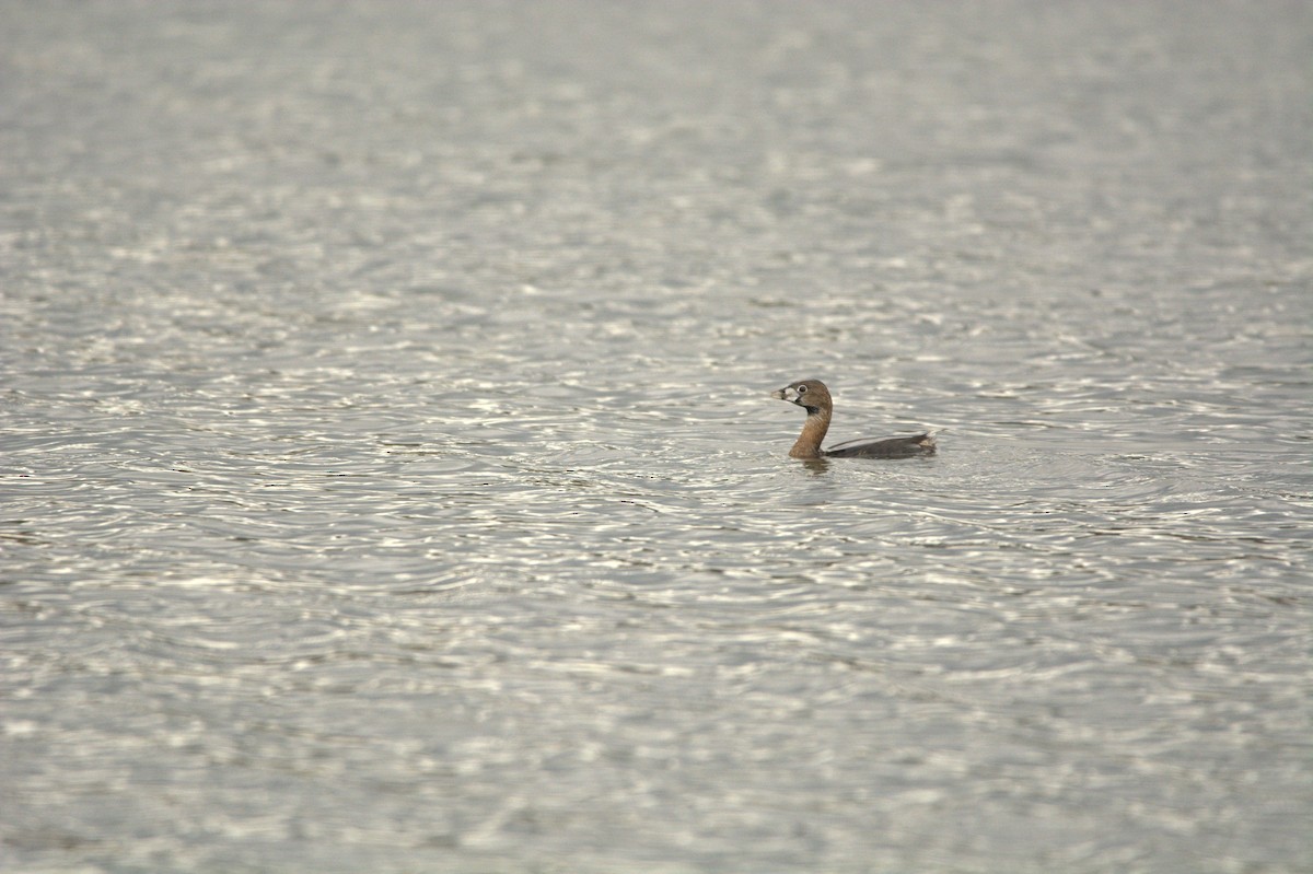 Pied-billed Grebe - ML169262111