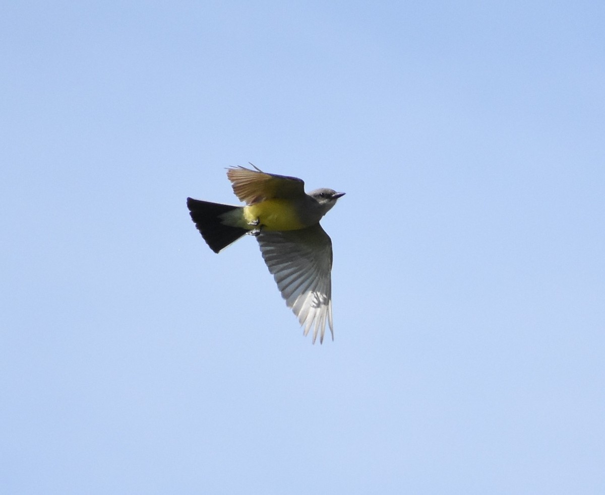 Western Kingbird - ML169262891