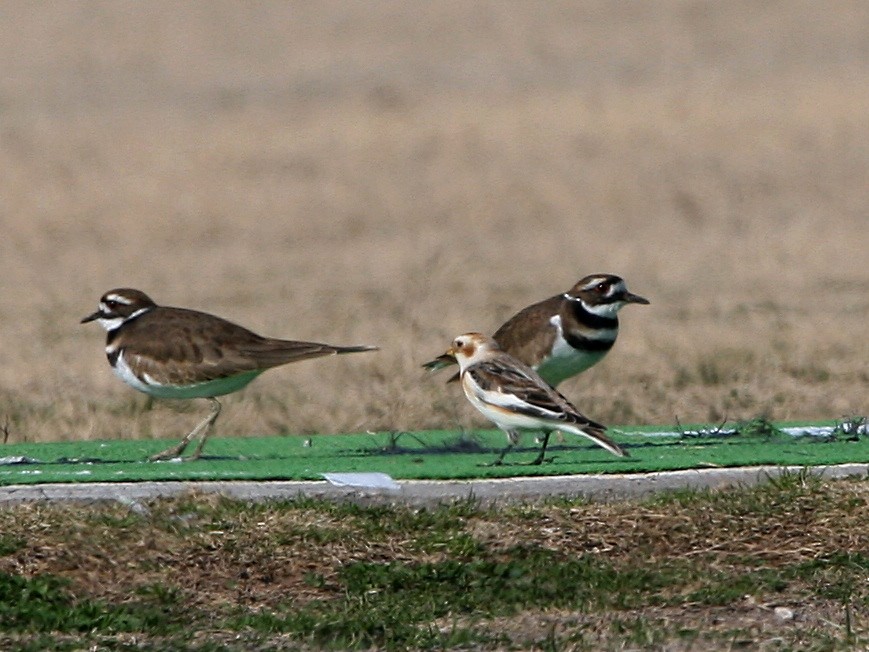 Snow Bunting - Laura Packer