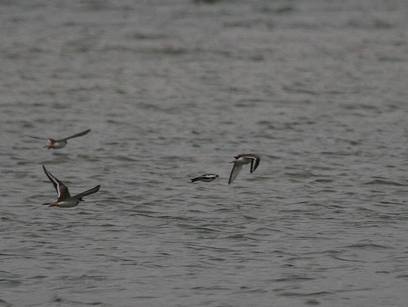 Snow Bunting - ML169263811