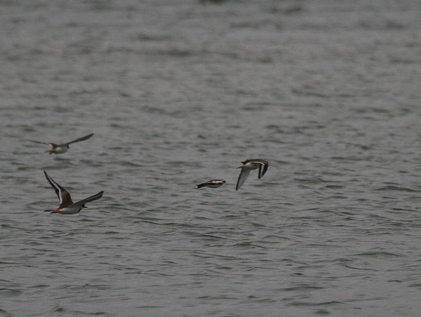 Snow Bunting - ML169263811