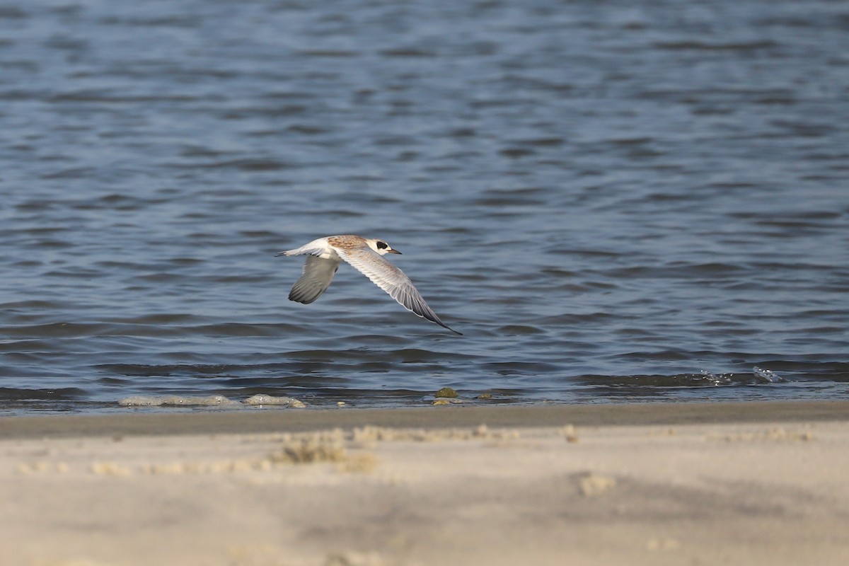 Forster's Tern - Nick Newberry