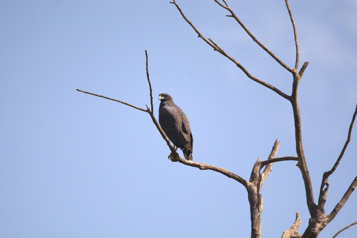 Great Black Hawk - ML169267711