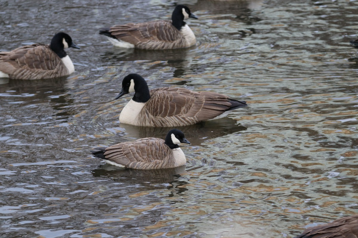 Cackling Goose - ML169269761