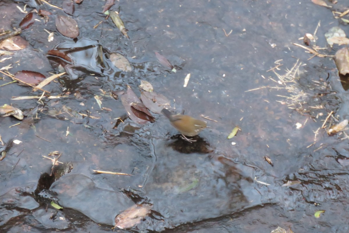 Sharp-tailed Streamcreeper - ML169270861