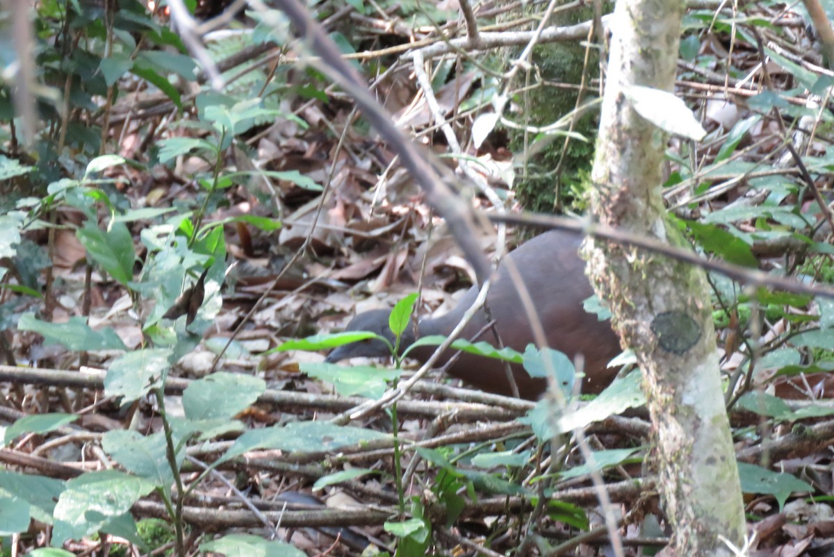 Brown Tinamou - ML169271261